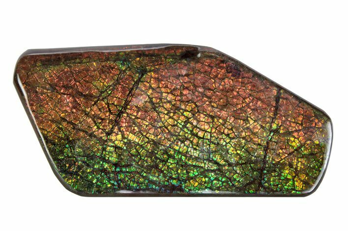 Flashy Ammolite (Fossil Ammonite Shell) - Rainbow Colored #378478